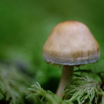 More Mushrooms